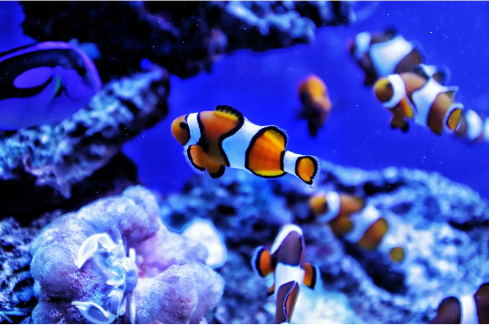 A Guide to Aquariums in Northern New Jersey + New York - Aquariums Nj Ny