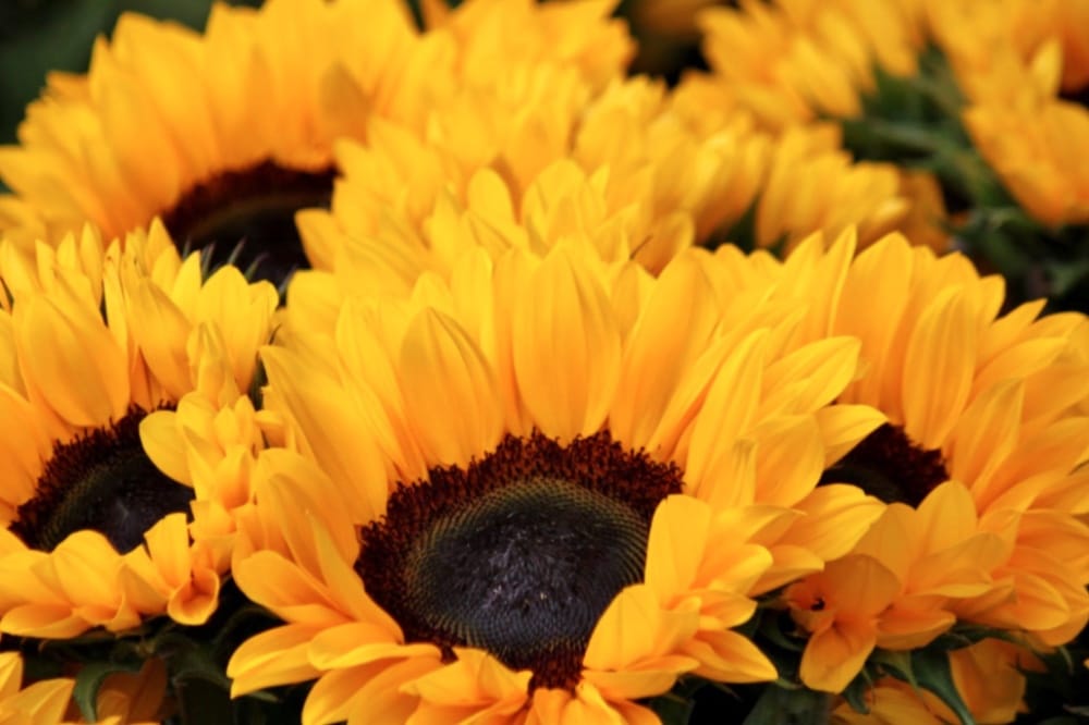 Sunflower Farms To Visit in New Jersey - Montclair Girl