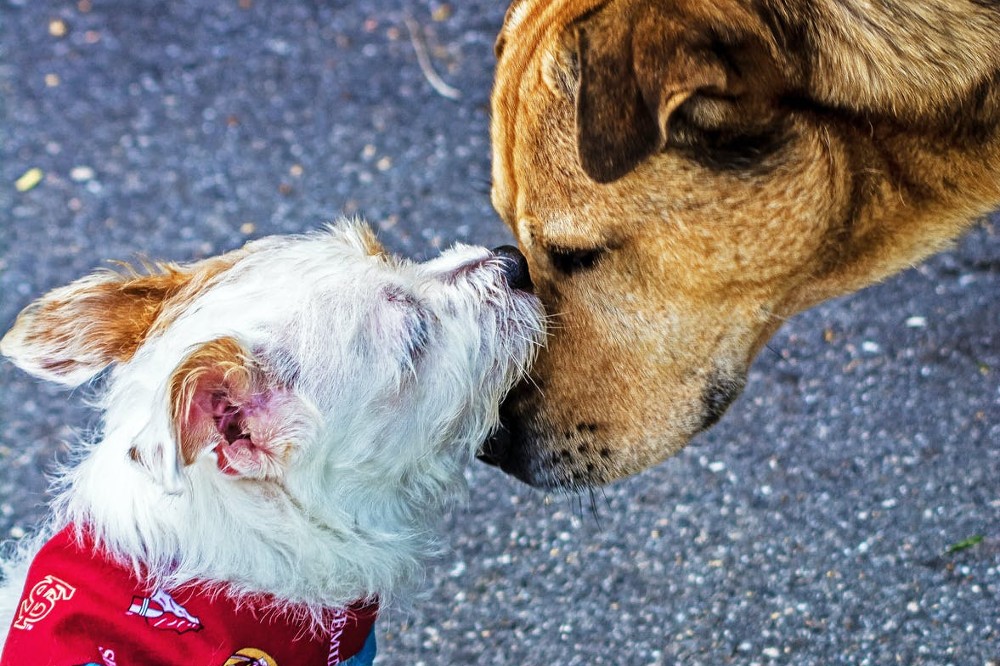 old bridge animal shelter volunteer