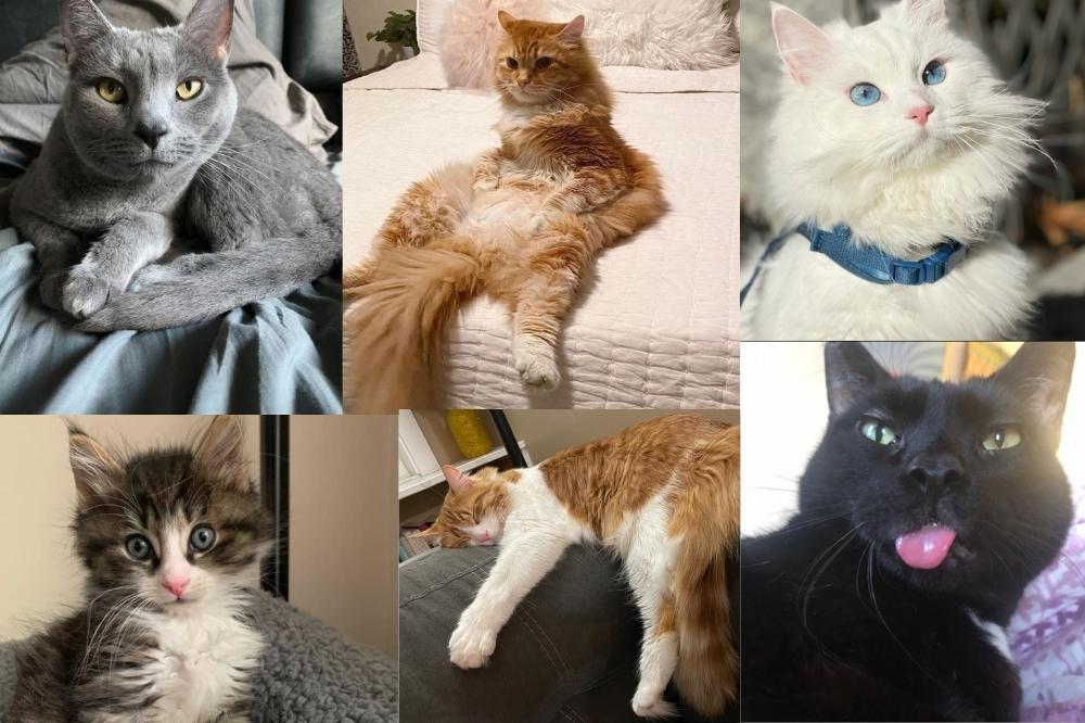 All About JerseyCats: A Hudson County Cat Rescue - Hoboken Girl