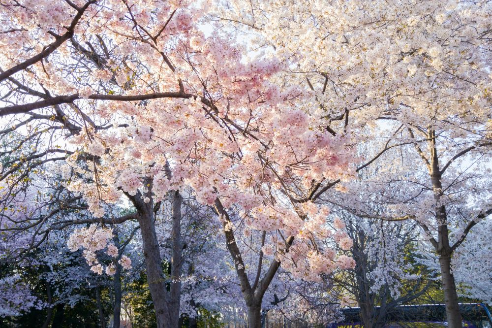 Where to See Cherry Blossoms in Northern New Jersey Montclair Girl