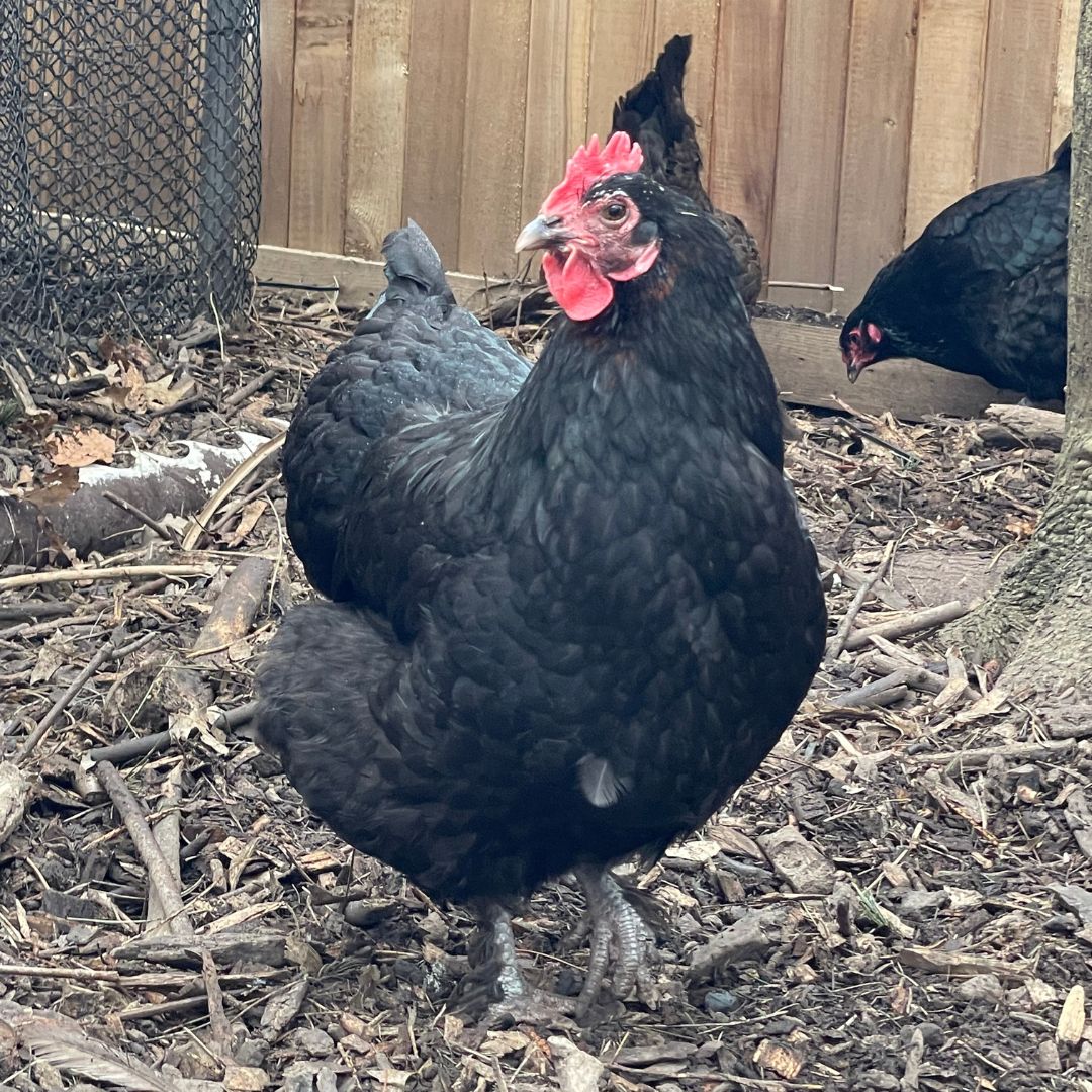 Rules of the Roost: A Guide to Owning Chickens in Montclair - Montclair ...