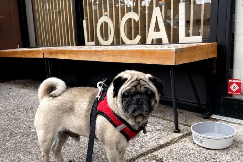 At new luxury store in SouthPark, spending on Fido goes off leash