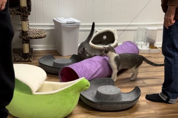 New Cat Cafe Open in Montclair: Meet Catfe Montclair - Montclair Girl