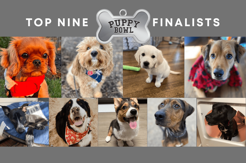 Meet the Finalists of Montclair Girl‘s Puppy Bowl 2024 — CAST YOUR VOTE