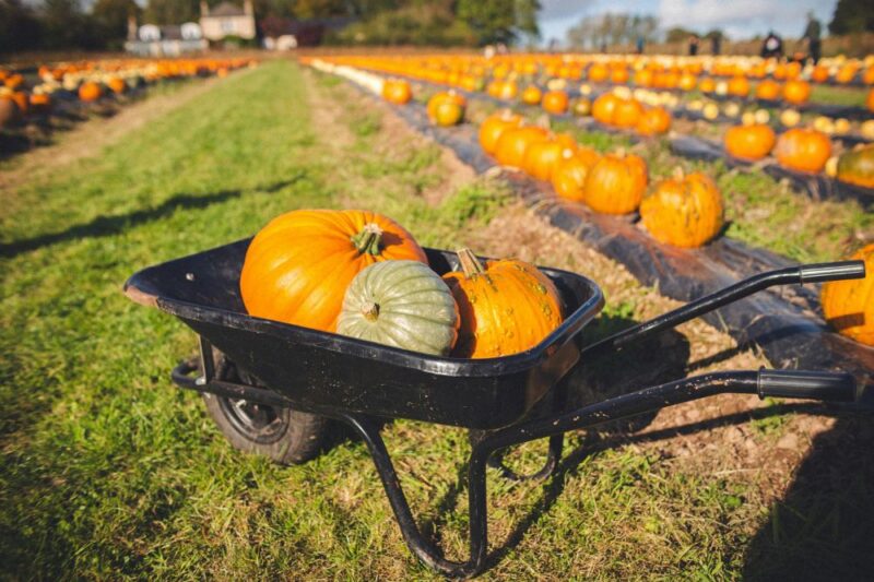 45+ New Jersey Farms to Go Pumpkin + Apple Picking - Montclair Girl