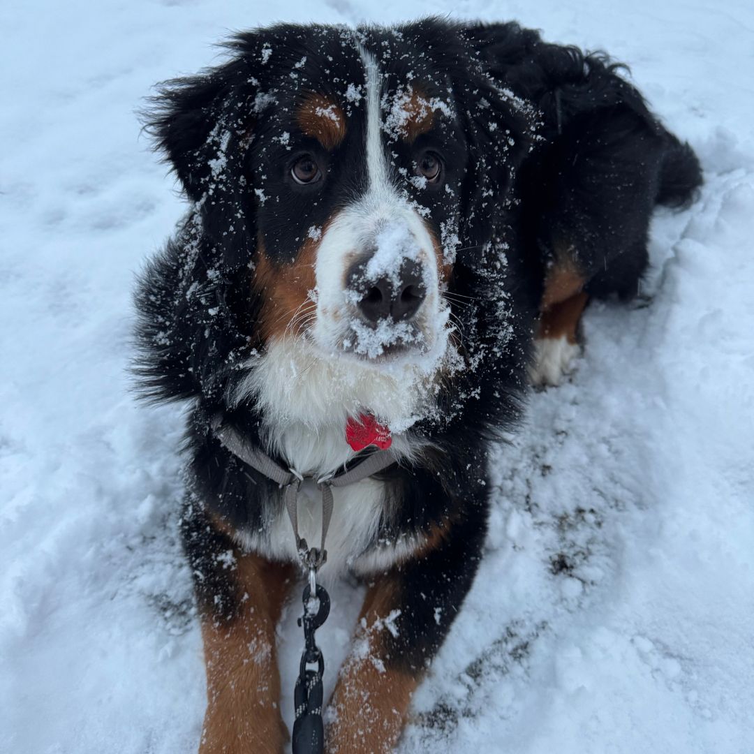 Meet the Finalists of Montclair Girl‘s Puppy Bowl 2025 — CAST YOUR VOTE